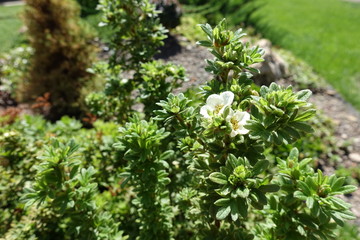 Two white flowers on branch of Dasiphora fruticosa