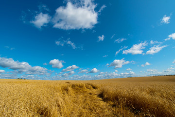 Fototapeta na wymiar field of yellow ripe ears of corn under the blue sky under white clouds.