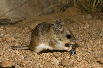 Naklejka na ściany i meble Northern Grasshopper Mouse, Onychomys leucogaster