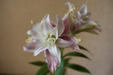 Cut flowers of pinkish white double oriental lilies