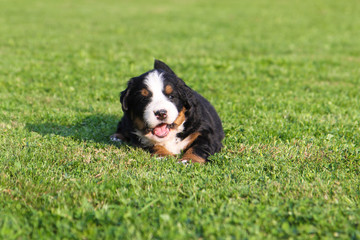 Bernese mountain dog puppy