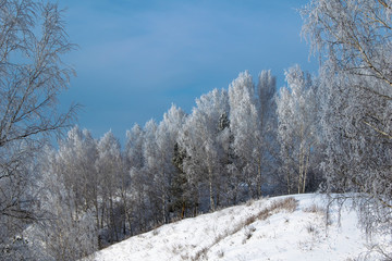 Winter forest on a steep cliff.