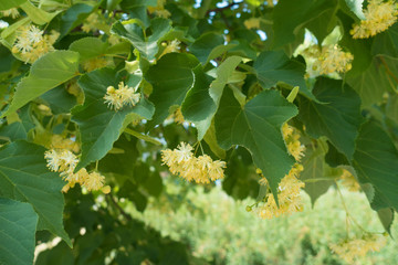 Green leaves and yellow flowers of linden in June