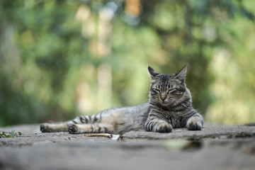 sleepy cat in the forest