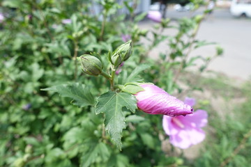 Closed buds of pink Hibiscus syriacus in July