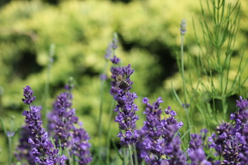 Obraz premium Lavender flowers