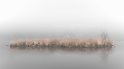 Misty grey atmosphere with yellow grass on a small island reflecting in the water of a fen at the Hatertse Vennen, Nijmegen, The Netherlands