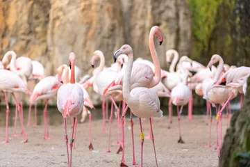 Gardinen Group of pink flamingos, Phoenicopterus roseus, walking. © Joaquin Corbalan