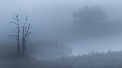 silhouette of dead trees in foreground of misty fen in foggy blue-grey atmosphere in Hatertse...