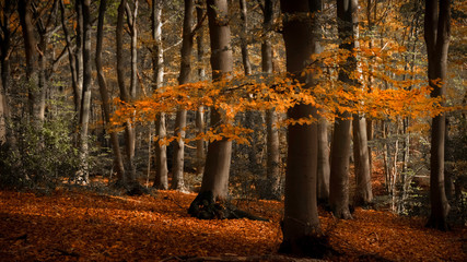 Plakat Sunlight on tree with orange leafes in foreground of autumn forest in Plasmolen, Nijmegen, The Netherlands