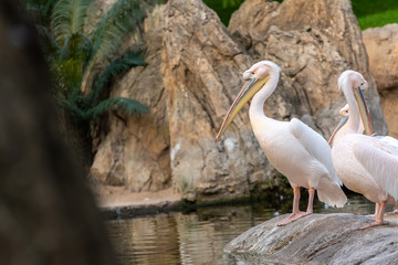 Group of common pelicans, Pelecanus onocrotalus, near a lake.