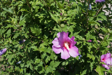 Foliage and pink flowers of Hibiscus syriacus