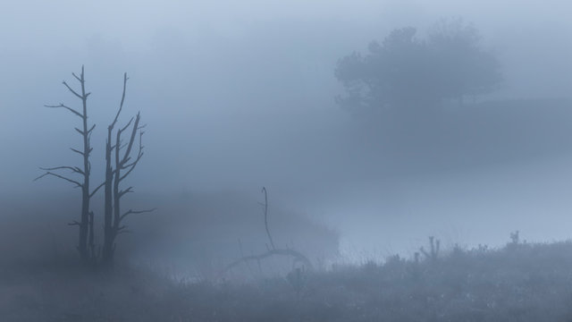 silhouette of dead trees in foreground of misty fen in foggy blue-grey atmosphere in Hatertse Vennen, Nijmegen, Netherlands