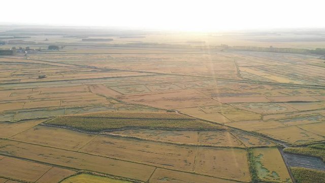 Fly over beautiful cereal cultivated farm land with sunshine on it, Qiqihar, Heilongjiang, China, Asia.