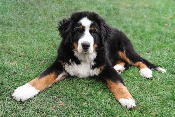 Bernese mountain dog