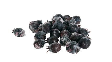 frozen berry black chokeberry