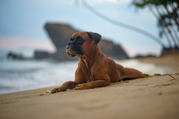dog lying on the beach with rock and palm tree in background