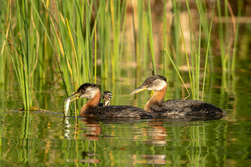 Red-necked grebe taken in central MN