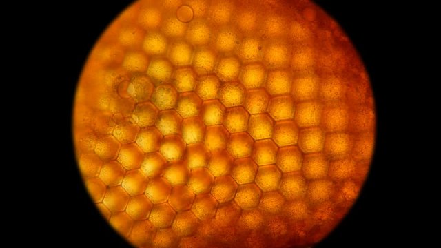 facette eye of flies consisting of ommatidia, similar to a honeycomb