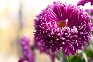 beautiful colorful purple chrysanthemum flowers