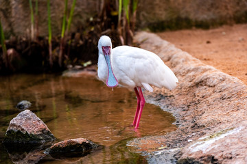 African spatula, platalea alba, looking for food in a pond.