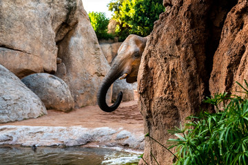 African elephant drinking water from a river.