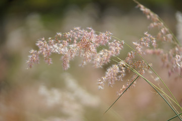 flowers on a background