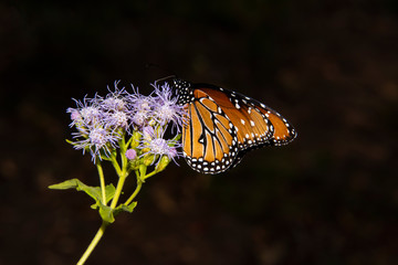 Fototapeta na wymiar Queen Butterfly (Danaus gilippus) Nectar Feeding