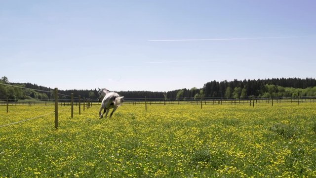 Brown and white Horse jumping and running on a flower grass field in summertime
