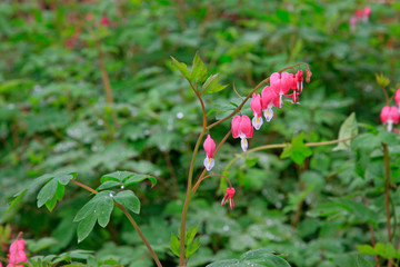 Pouch peony in a garden