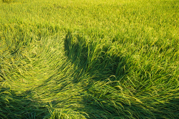 Green paddy rice field landscape background damaged from heavy wind or human tread.
