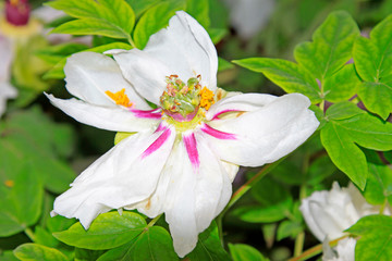 White peony in a garden