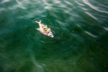 Toter Fisch im Gewässer