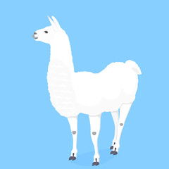 Funny llama vector illustration for poster, nursery, t-shirt design. Cute cartoon alpaca. Invitation, birthday card.