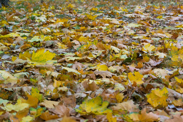 Fallen yellowed foliage from trees in early autumn