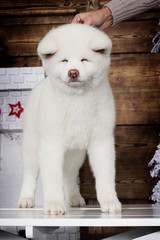 akita inu puppy on a new year background