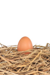 eggs organic fresh in straw hay on white background.