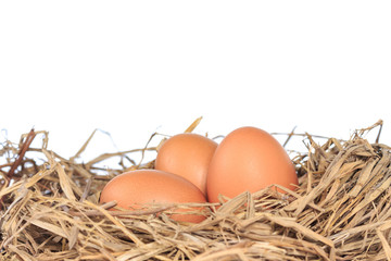 eggs organic fresh in straw hay on white background.