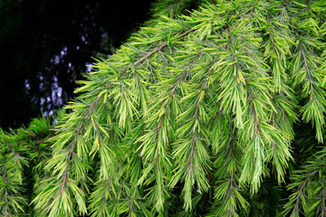 Pine branches