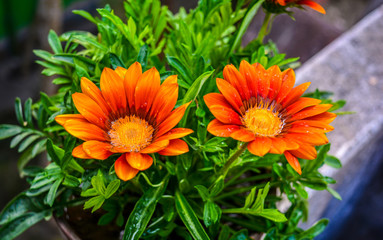 Gazania Flowers With Green Background And Water Droplets On Its Petal