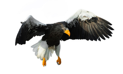 Adult Steller's sea eaglein flight spread his wings.  Scientific name: Haliaeetus pelagicus. Isolated on white background.