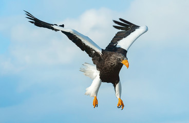 Adult Steller's sea eagle in flight. Scientific name: Haliaeetus pelagicus. Blue sky background.