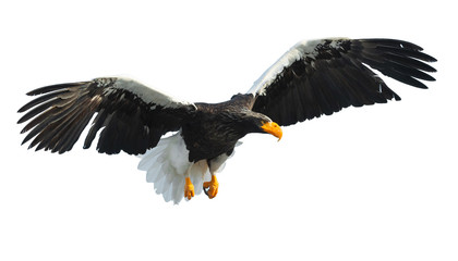 Adult Steller's sea eaglein flight spread his wings.  Scientific name: Haliaeetus pelagicus. Isolated on white background.