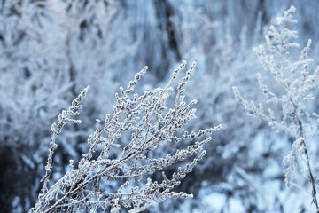 Dry grass covered with snow in the winter forest close up