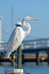 Full side closeup of great white egret standing on post or piling, with shiny black legs, detailed plumage, S shaped neck, bright yellow eyes, and glowing orange beak against blue grey background.