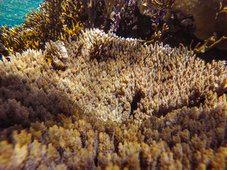 colorful corals and exotic fishes at the bottom of the red sea. beautiful natural summer background