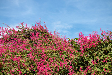 Obraz na płótnie Canvas pink flowers on background of blue sky