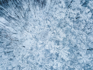 Aerial view of evergreen   Christmass  forest from above. drone shot. natural winter background
