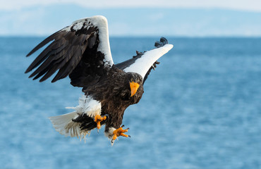 Adult Steller's sea eagle in flight.  Scientific name: Haliaeetus pelagicus. Blue sky and ocean background.