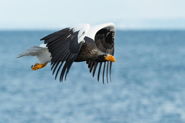 Adult Steller's sea eagle in flight.  Scientific name: Haliaeetus pelagicus. Blue sky and ocean background.